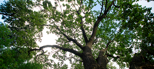 Фото -1945 1.jpg