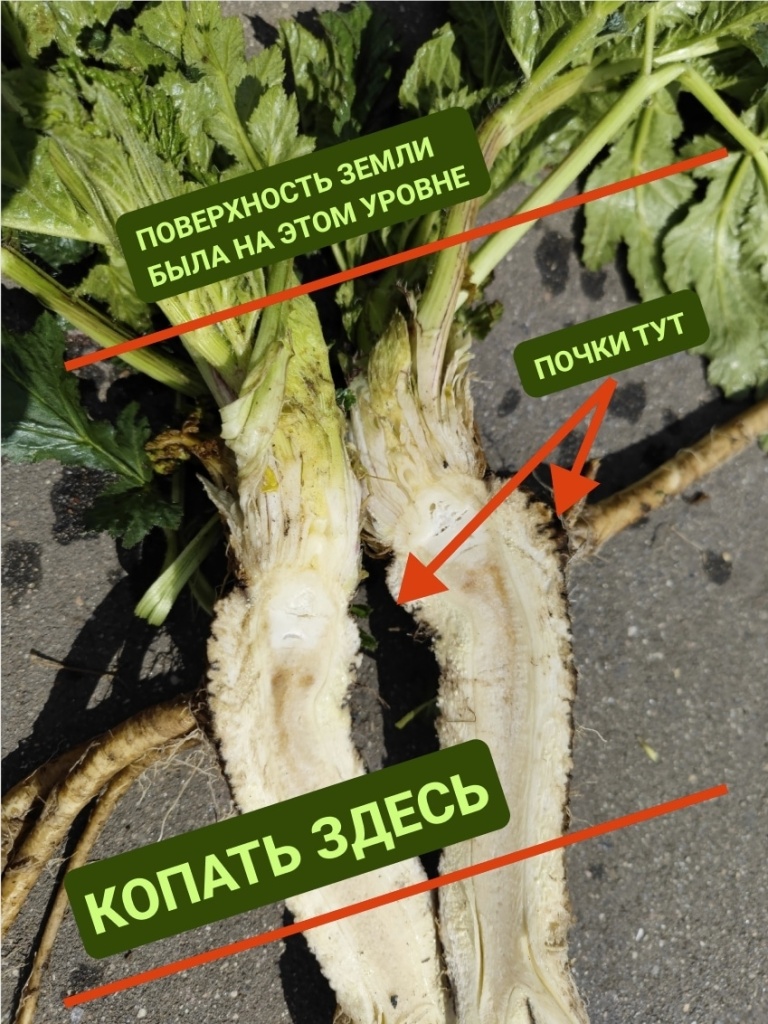 борщевик 3.jpg борщевик 3.jpg