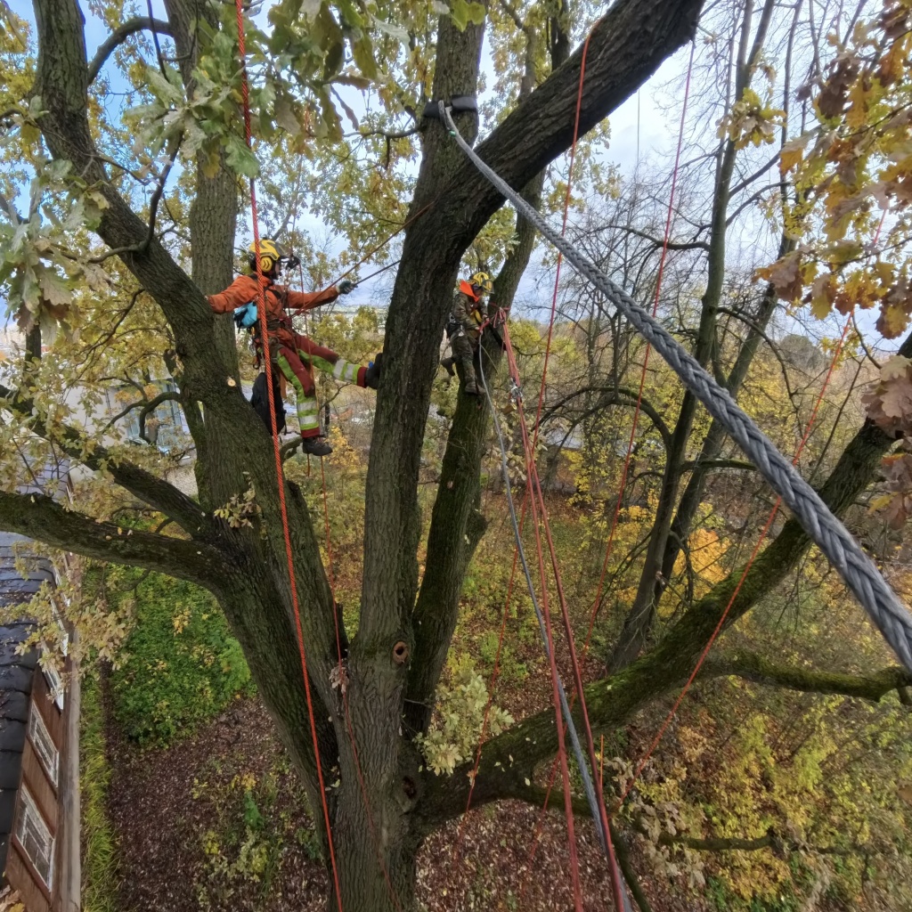 IMG_20241016_142757_00_425.jpg IMG_20241016_142757_00_425.jpg