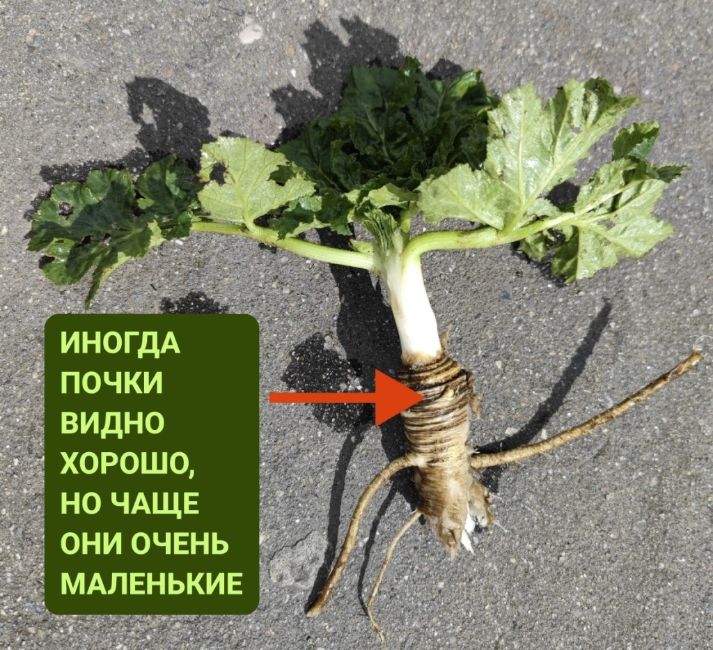 борщевик 1.jpg