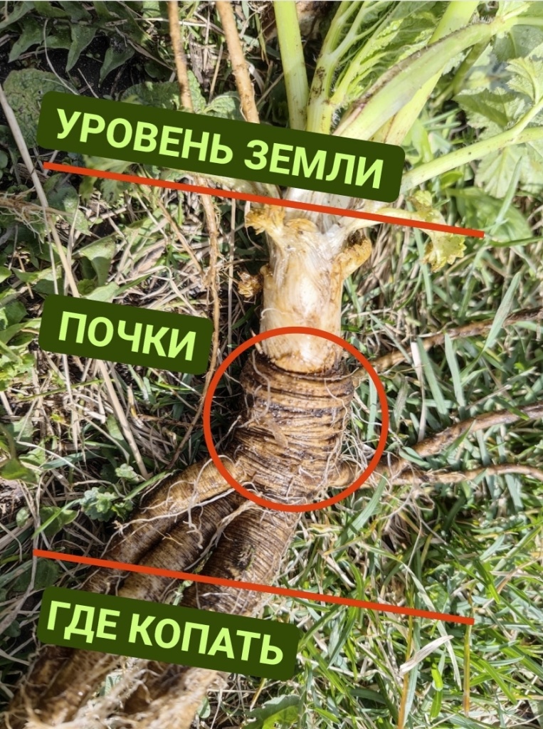 борщевик 2.jpg